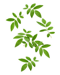 Falling Rose Hip leaves isolated on white background, full depth of field