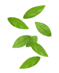 Falling Rose Hip leaves isolated on white background, full depth of field