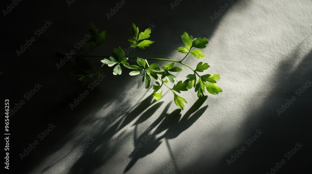 Poster a sprig of green leaves casting shadows on a textured surface