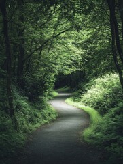 Fototapeta premium Serene Forest Path