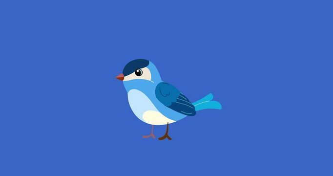 Blue passerine bird cartoon animation character landing isolated. Blinking eyes seamless loop behaviour animal part of a serie moves. 4K video film movie for any landscape background.