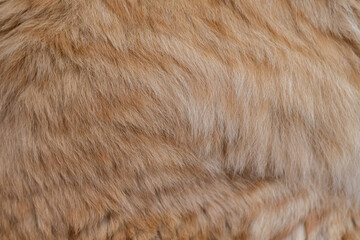 ふわふわな猫の毛並み　茶トラ猫