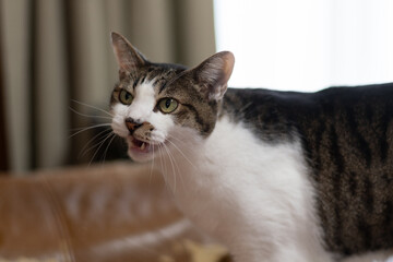 飼い主に向かって鳴く可愛い猫　キジトラ白