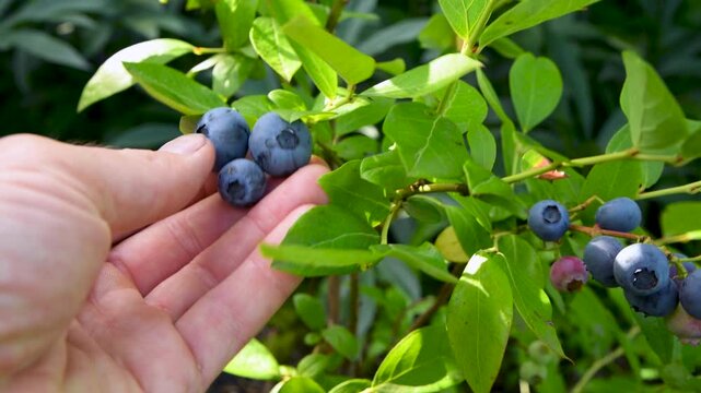 Tall blueberries on a bush. From the Latin word - Vaccinium uliginosum. The farmer shows a berry in his palm. Growing berries in the garden.