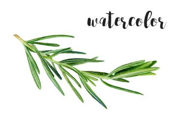 Hand-Painted Watercolor Rosemary Botanical Illustration