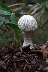 森で見付けた白いキノコ　シロオニタケ