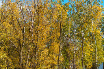 Fototapeta premium beautiful autumn landscape, trees with yellow leaves on the background of the river