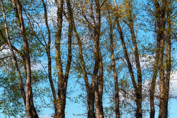 Fototapeta premium beautiful autumn landscape, trees with yellow leaves against the sky