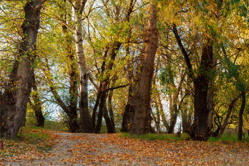 Fototapeta premium a beautiful autumn landscape, a path in the forest, trees with yellow leaves and sunlight
