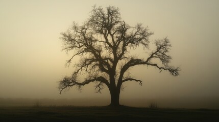 Obraz premium _Silhouette_of_a_tree_backlit_against foggy background