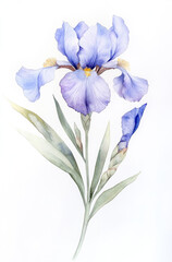 Simple watercolor delicate iris bloom on a white background