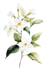 Obraz premium Simple watercolor delicate white jasmine flowers on a white background