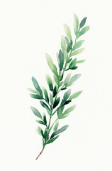 Simple watercolor soft heather sprig on a white background