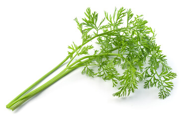 Carrot leaves isolated. Carrot leaf tail on white background. Carrot green leaves. Full depth of field.