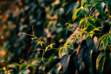 Green hedge of leaves of wild grapes. Dense hedgerow. Natural texture. Plant background. Beautiful nature wallpaper. Garden decoration. A wall overgrown with ivy. High quality photo