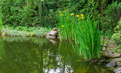 Magical garden pond with blooming yellow iris flowers (yellow flag). Plants on shore are reflected in water.  Atmosphere of relaxation, tranquility and happiness