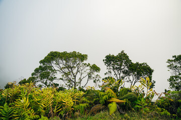 scenic overlook over foggy knife-edged kalalau valley and the pacific ocean in kauai, hawaii