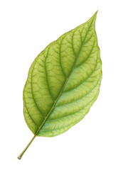 Obraz premium green leaf on a transparent background