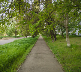 Tree-lined pathway in a tranquil park