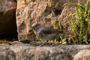 Fauvette à tête noire, .Sylvia atricapilla, Eurasian Blackcap