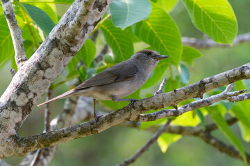 Fauvette à tête noire, .Sylvia atricapilla, Eurasian Blackcap