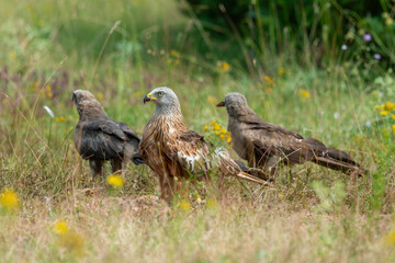 Milan royal,.Milvus milvus , Red Kite