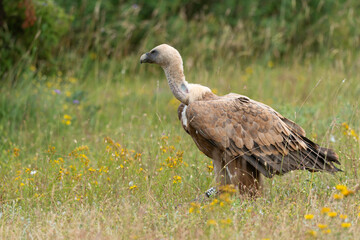 Fototapeta premium Vautour fauve,.Gyps fulvus, Griffon Vulture, Parc naturel régional des grands causses 48, Lozere, France
