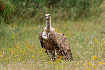 Vautour fauve,.Gyps fulvus, Griffon Vulture, Parc naturel régional des grands causses 48, Lozere, France