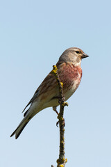 Linotte mélodieuse,.Linaria cannabina, Common Linnet