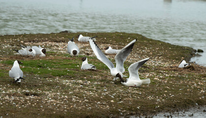 Mouette rieuse, nid,.Chroicocephalus ridibundus, Black headed Gull