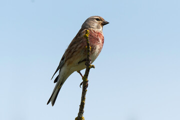 Linotte mélodieuse,.Linaria cannabina, Common Linnet