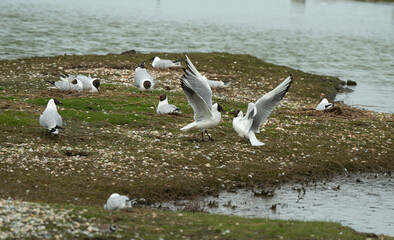 Mouette rieuse, nid,.Chroicocephalus ridibundus, Black headed Gull