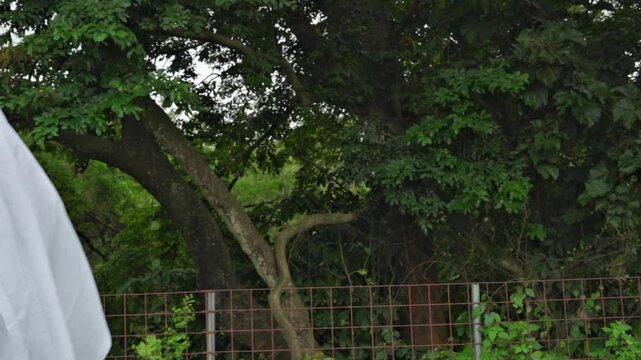 Mid-section of an African Nigerian Hausa man in cultural attire called Babariga walking in slo-mo in a garden smiling.