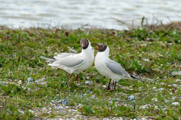 Mouette rieuse, nid, .Chroicocephalus ridibundus, Black headed Gull