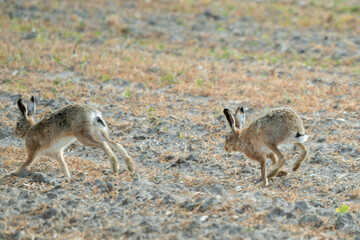 Lapin de garenne, Oryctolagus cuniculus