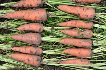 Daucus carota 'De Colmar à coeur rouge 2 race Flamir', Carotte