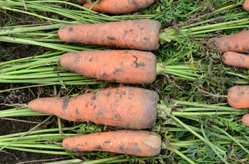Daucus carota 'Tabor' , Carotte