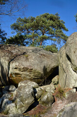 pin sylvestre, pinus sylvestris, rochers, sentier Denecourt Colinet, Cabaret Masson, parcour de la Solle, Foret de Fontainebleau, region Ile de France, 77, Seine et Marne, France