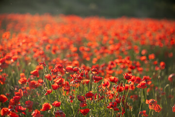 Poppy Field Flowers Meadow Summer Landscape