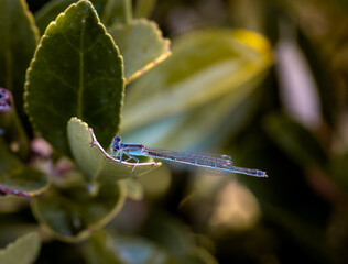 Close up capture of blue dragonfly