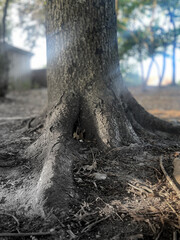 roots of a big tree with sun ray