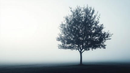 Fototapeta premium _Silhouette_of_a_tree_backlit_against_a_foggy_background