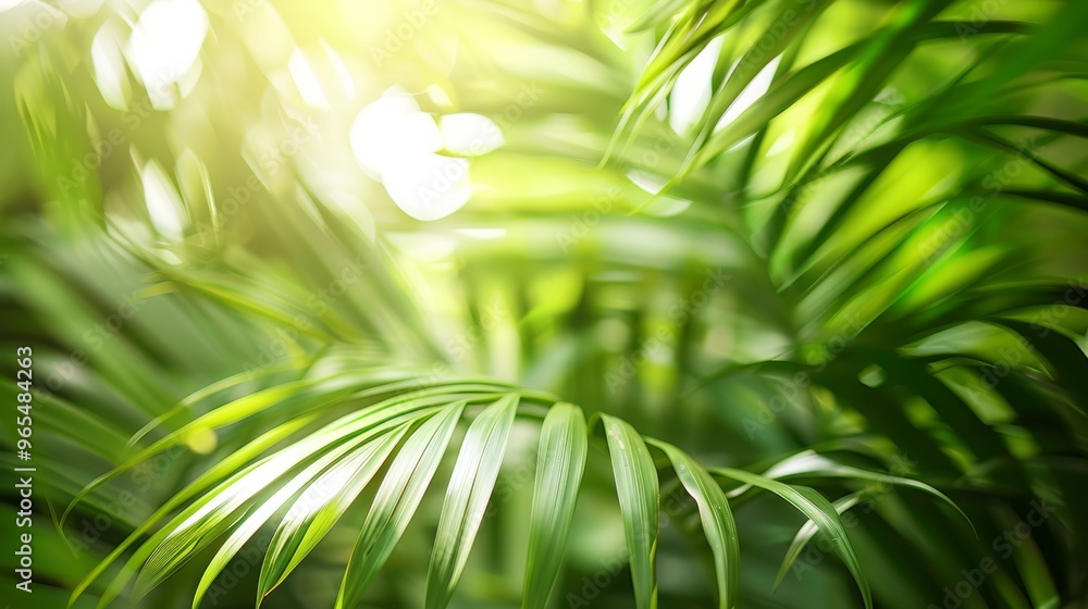 Poster brightly lit palm leaves with soft shadows on neutral background