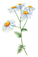 Chamomile botanical watercolor, Chamomile flower isolated background. Wildflowers watercolor painting, wild flora