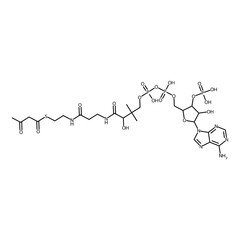 3-ketobutanethioic acid S-[2-[3-[[4-[[(5-adenin-9-yl-4-hydroxy-3-phosphonooxy-tetrahydrofuran-2-yl)methoxy-hydroxy-phosphoryl]oxy-hydroxy-phosphoryl]oxy-2-hydroxy-3,3-dimethyl-butanoyl]amino]propanoyl