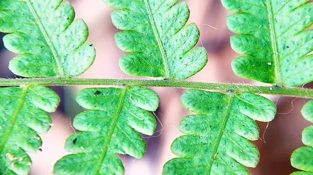 Pteridium aquilinum, brake or common fern, eagle fern, Eastern bracken fern. Nature background concept.