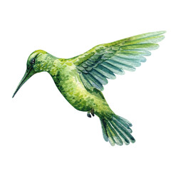 Hummingbird watercolor colorful birds illustration isolated background. Summer clipart hand drawing tropical green bird 