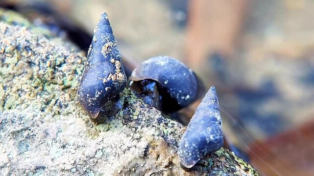Faunus ater (devil's thorn) is a type of brackish water snail with an operculum, an aquatic gastropod mollusk from the family Pachychilidae. The shell is elongated, measuring 4-8 cm.