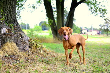 hungarian vizsla, vizsla © KarolinaP
