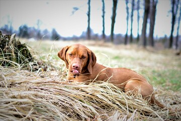 Hungarian vizsla © KarolinaP